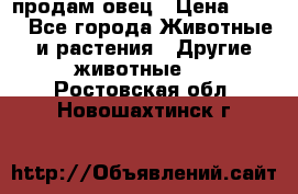  продам овец › Цена ­ 100 - Все города Животные и растения » Другие животные   . Ростовская обл.,Новошахтинск г.